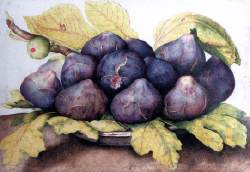 figs2.jpeg figs2.jpeg