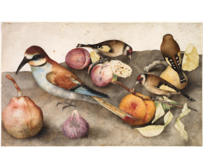 birds and fruit.png birds and fruit.png